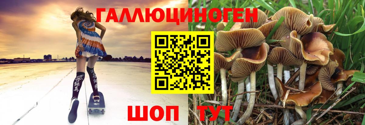 Галлюциногенные грибы Psilocybe Бердск